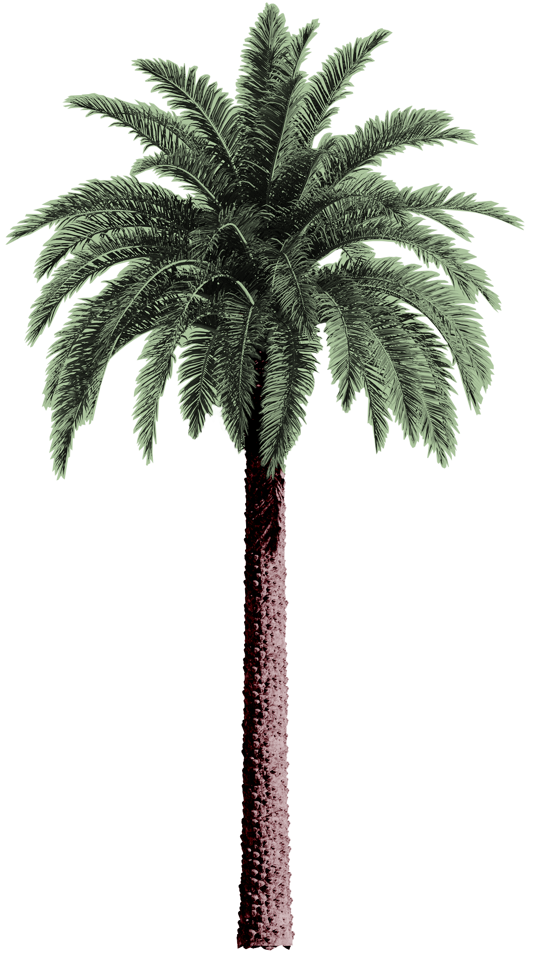 palm tree